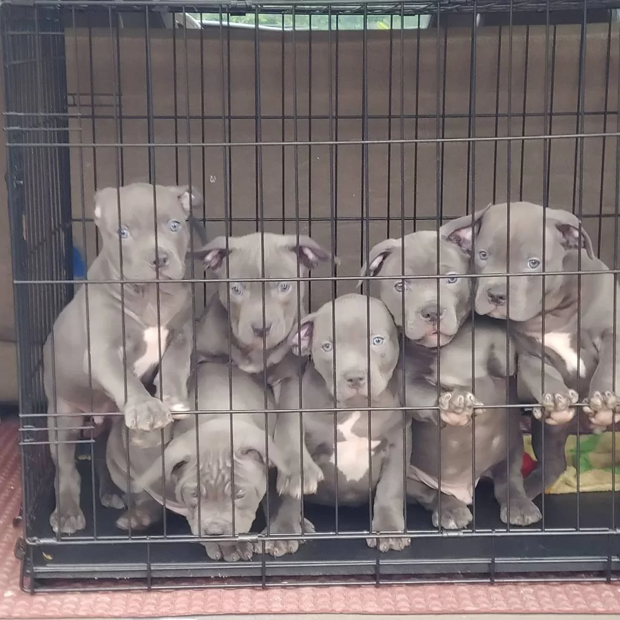 Crate full of Grey Blue Nose puppies