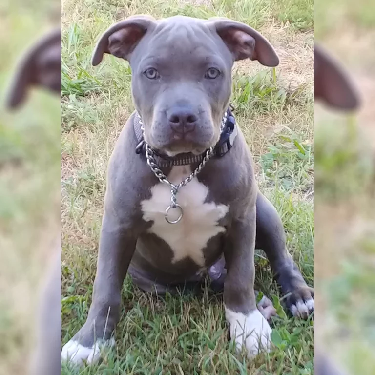 Blue Puppy with chain collar
