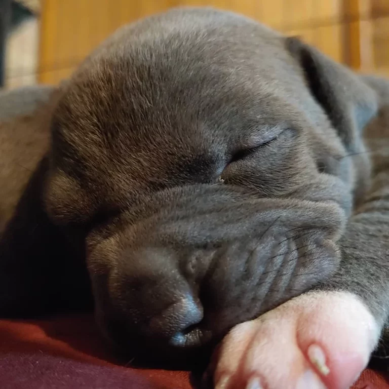 close up of sleeping infant puppy