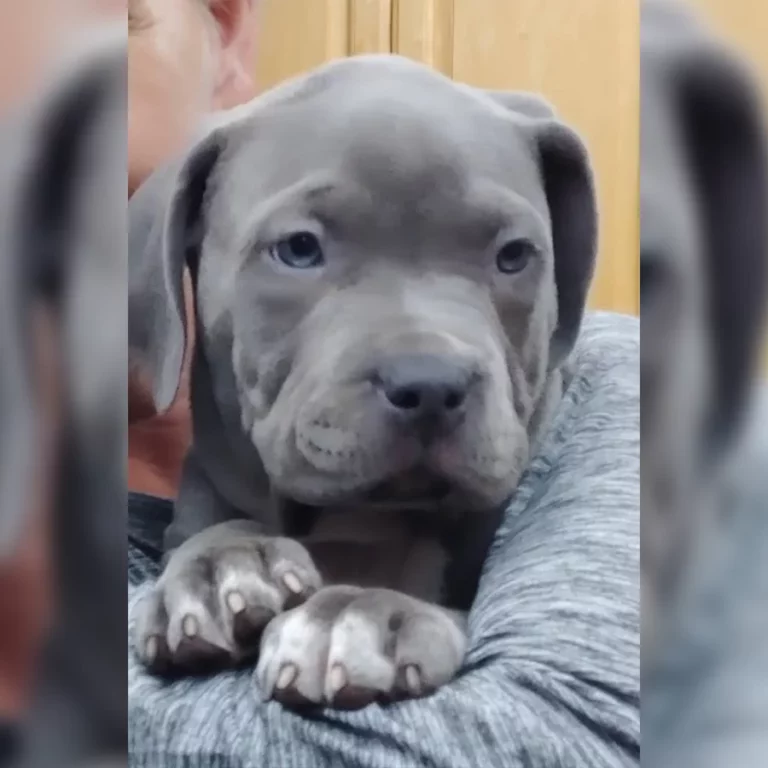Cutest blue bully pup