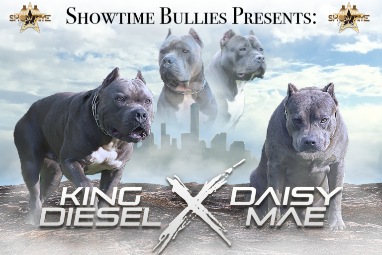 Showtime Bullies Presents: King Diesel x Daisy Maen Breeding 2020