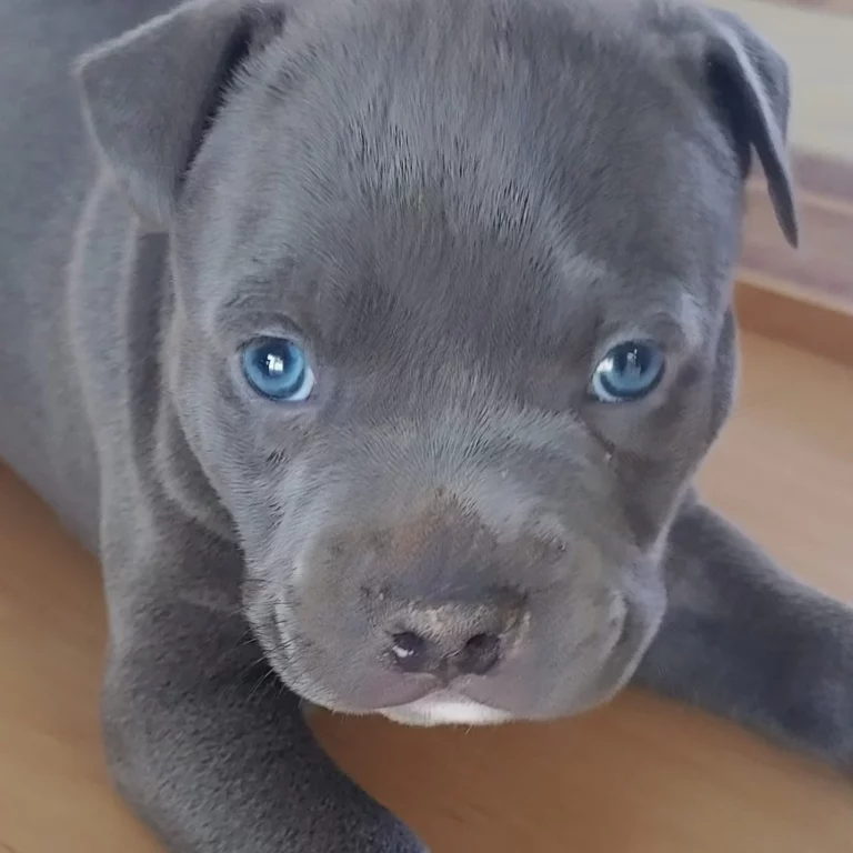 Big blue puppy eye balls