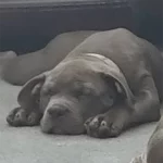 lazy puppy taking a nap