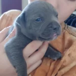 smallest baby puppy dog gray