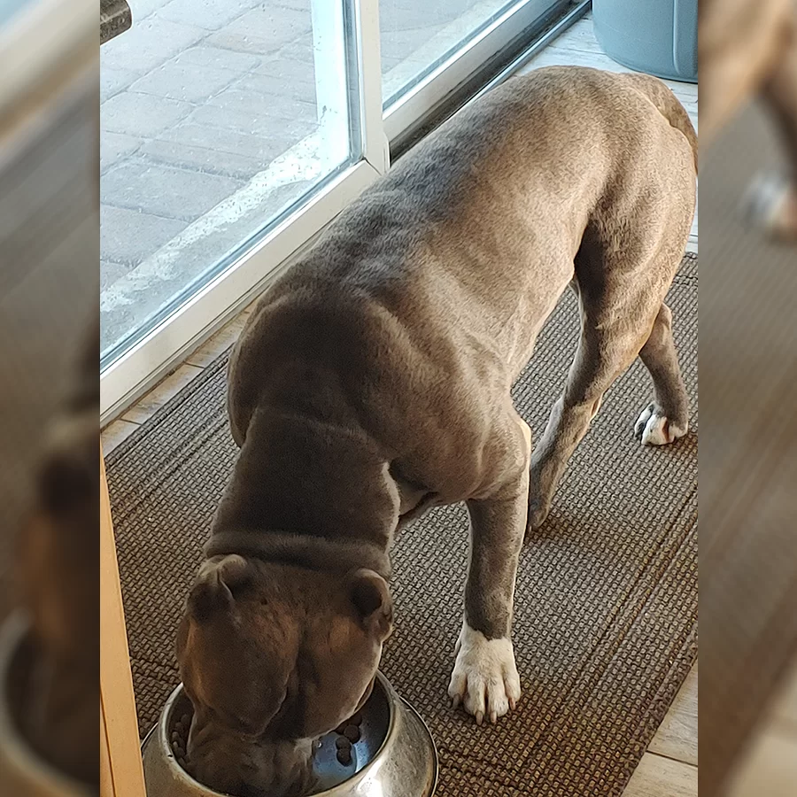 Muscular Diesel at the Water Bowl