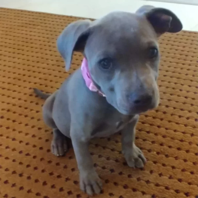 Cute blue pit bull puppy
