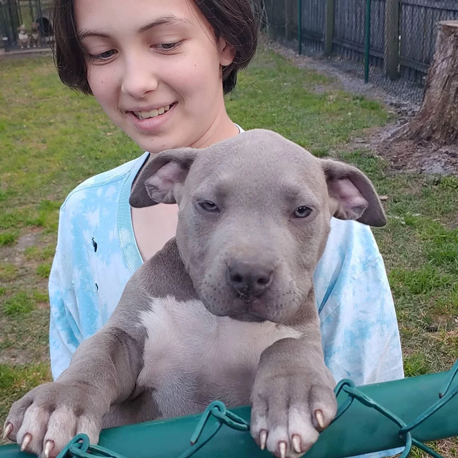 Girl in blue shirt and blue bully puppy