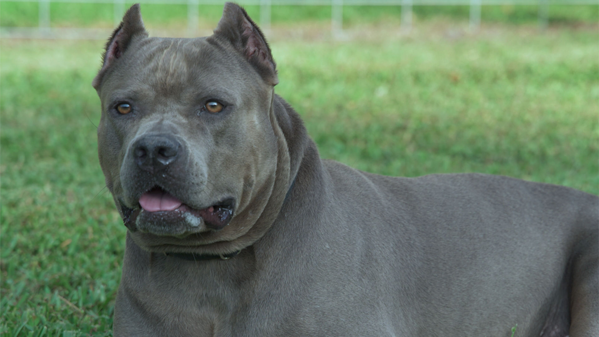 The Gentle Guardian: American Bully Breeds Explained