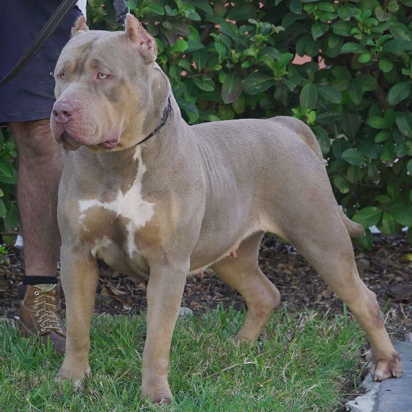 XL American Bully with a slate-gray coat and white chest markings standing confidently in a grassy yard with a fence in the background.