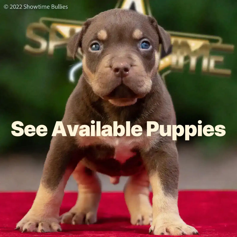 see available xl american bully puppies